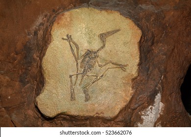 pterodactyl dinosaur fossil