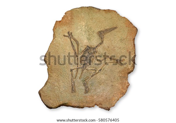 pterodactyl dinosaur fossil