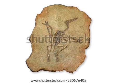 Pterodactyl Fossil, Pterodactylus Spectabilis, Fossil of prehistoric animals, Fossil trilobite imprint in the sediment, Dinosaur fossil isolated on white background