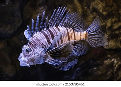 Pterois Miles, Brown-striped Lionfish Zebra Against Brown Stones