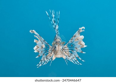 Pterois miles the devil firefish or common lionfish