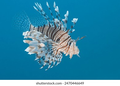 Pterois miles the devil firefish or common lionfish