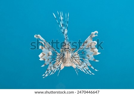 Pterois miles the devil firefish or common lionfish
