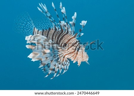 Pterois miles the devil firefish or common lionfish