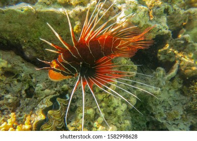 Pterois radiata in shallow water lit by sun rays that create color shades in the Red Sea. Clearfin lionfish Tailbar lionfish, radiata lionfish, fireworks fish or radial firefish with venomous spines.