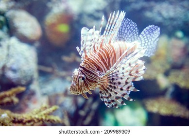 Pterois Volitans