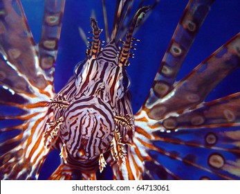 Pterois Volitans