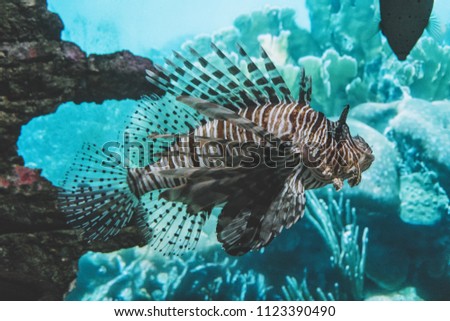Pterois volitans. Red lionfish, Pterois volitans, aquarium fish. Beautiful and dangerous