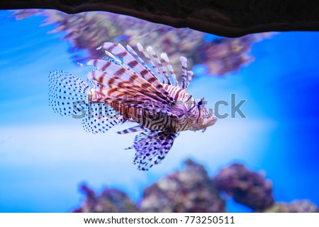 Pterois volitans. Red lionfish (Pterois volitans) aquarium fish. Beautiful and dangerous Lionfish 