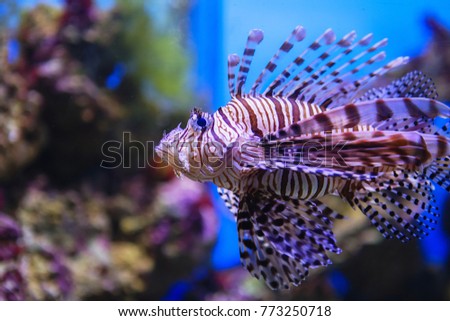 Pterois volitans. Red lionfish (Pterois volitans) aquarium fish. Beautiful and dangerous Lionfish (Pterois miles)