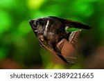 Pterophyllum scalare, angelfish black scalar freshwater aquatic animal realistic photo. Aquarium fish, angelfish black color