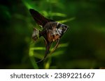 Pterophyllum scalare, angelfish black scalar freshwater aquatic animal realistic photo. Aquarium fish, angelfish black color