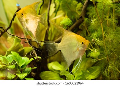 Pterophyllum Scalare In Aqarium Water, Yellow Angelfish