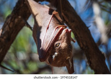 Pteropodidae Bat With Fox Snout Hanging On A Tree In A Natural Park