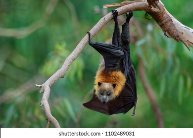 Pteropus poliocephalus - Gray-headed Flying Fox in the evening, fly away from day site, hang down on the branch.