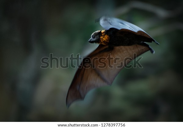 Pteropus poliocephalus - Gray-headed Flying\
Fox in the night, flying away from day\
site