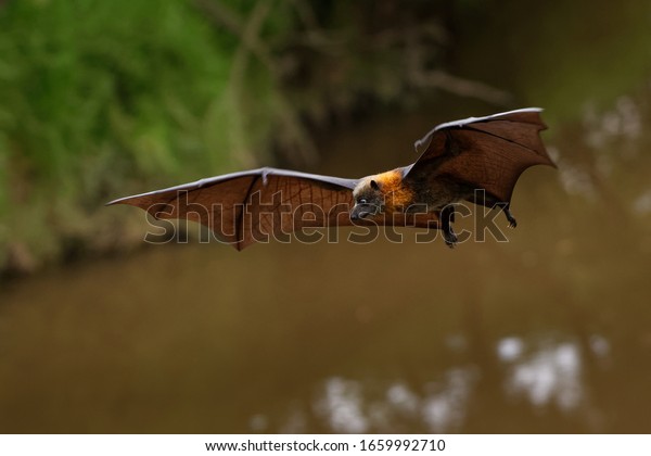 Pteropus poliocephalus - Gray-headed Flying Fox,\
Fruit bat from Australia hang down on the branch and fly away from\
day site.