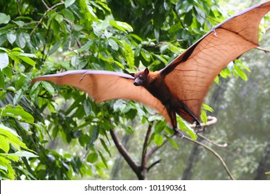 Pteropus vampyrus (large flying fox) in full flight
