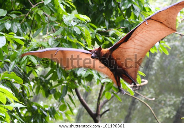 Pteropus\
vampyrus (large flying fox) in full\
flight
