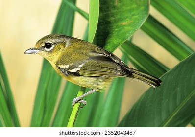 Pteruthius aenobarbus - Trilling Shrike-vireo female