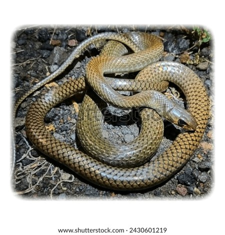 Similar – Image, Stock Photo rare meadow viper in natural habitat