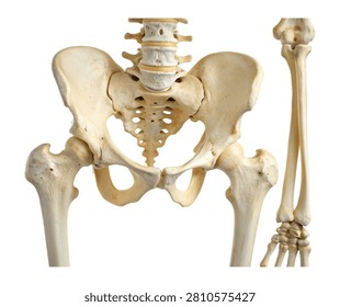 Pubis Pubis Bone Displayed In Front Angle Highl Isolated On White Background