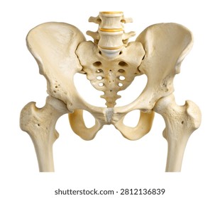 Pubis Pubis Bone Displayed In Front Angle Highl Isolated On White Background