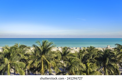  Public Beach Behind The Palm Trees In Miami Beach, Florida