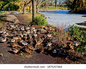 Public Beacon Hill Park In Victoria BC, Frozen Lake During Winter Cold Snap. Mallard Ducks Gather To Feed On Seeds