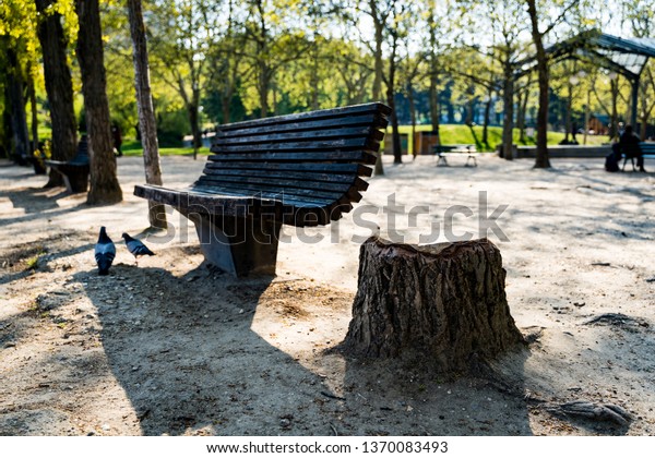 Public Bench Tree Stump Stock Photo Edit Now 1370083493