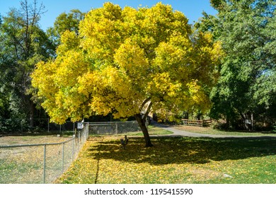 Public Dog Park Entrance During Fall In Grant's Pass, Oregon