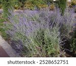 Public garden lavender in Levallois-Perret - France