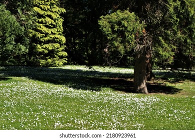 A Public Park Landscape In Ireland. Grass With White Flowers.