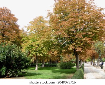 A public park walkway with green grass and large trees with green and brown leaves in autumn