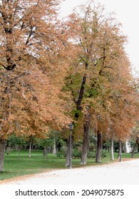Public park walkway with green grass, large trees with green and brown leaves in autumn and a street lamp