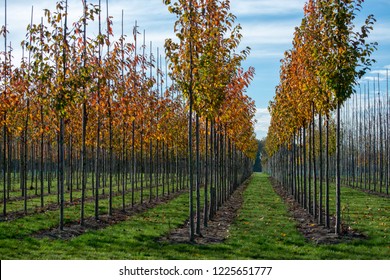 Public and privat garden, parks tree nursery in Netherlands, specialise in medium to very large sized trees, plantation of grey alder trees in rows