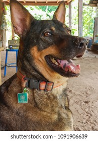 Public Thailand Department Of Livestock Development Sign Tag Shown A Dog Already Recieved Rabies Vaccine. Translation: 