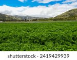 PUCARA HUANCAYO PERÚ JANUARY 16 2024: Potato cultivation field in the Mantaro Valley