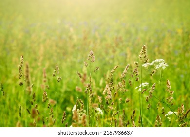 Puccinellia distans (European alkali, Reflexed-salt, Weeping alkali or Slender grass , Weeping alkaligrass, Reflexed Saltmarsh-Grass, Lax alkaligrass).