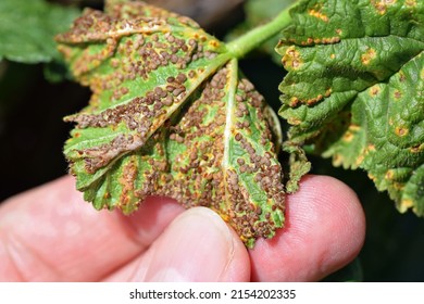 Puccinia malvacearum pathogen on a plant of the family Malvaceae