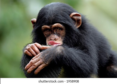 Singe Humour High Res Stock Images Shutterstock