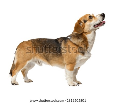 Pudding A Lovable Dog Named Pudding Full Body Isolated On White Background