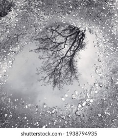 Puddle Abstract Background Landscape Reflection on Water Outdoor Bare Branches Crown of Trees