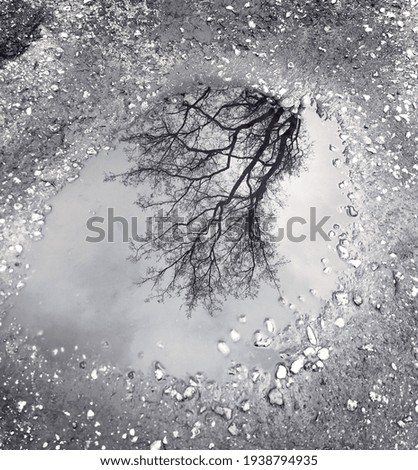 Puddle Abstract Background Landscape Reflection on Water Outdoor Bare Branches Crown of Trees