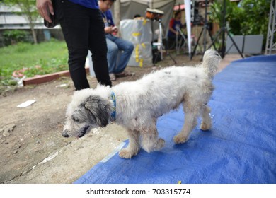 puddle dog