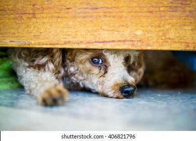 Puddle Dog Is Hiding And Watching Out