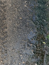A Puddle Was Formed On The Surface Of The Asphalt Road After The Rain, And Birch Tree Seeds, Twigs, Leaves And Pebbles Accumulated In It. A Road In The Woods.