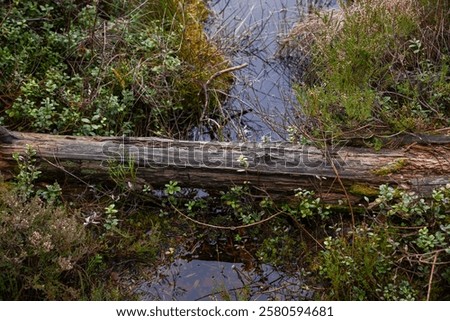 Similar – Image, Stock Photo Stream with dead tree trunks in autumn in gloomy mood, flowing water