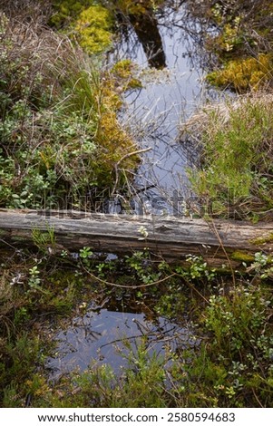 Similar – Image, Stock Photo Stream with dead tree trunks in autumn in gloomy mood, flowing water
