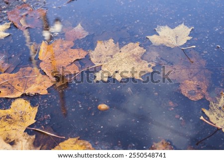 puddle with leaves floating on the surface. The leaves are yellow and brown. The water is murky and the leaves are scattered all over the pond